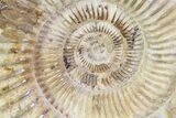 Wide Jurassic Kranosphinctites? Ammonite Fossil - Madagascar #72883-1